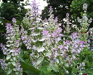 Clary sage